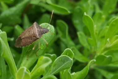 NAJEZDA SMRDIBUBA: Dosadni insekti okupirali kuće i stanove