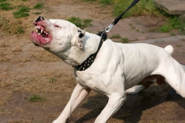 (FOTO) RODITELJI, ČUVAJTE SVOJU DECU! Pit bul pokušao da rastrgne tinejdžerku: Vukao je po asfaltu i grizao usred školskog dvorišta!