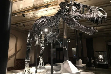 (FOTO) SPEKTAKULARNO! Četvorogodišnja devojčica otkrila otisak dinosaurusa starog 220 MILIONA GODINA!