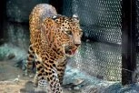 LEOPARD RASKOMADAO ŽENKU ISPRED POSETILACA! Dva incidenta u Zoološkom vrtu Palić!