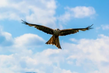 UŽAS! Na poznatom prodajnom sajtu osvanula STROGO ZABRANJENA VRSTA - Prodaju je za 24.000 dinara i predstavljaju je kao "GRABLJIVICU ZA GOLUBOVE"! (FOTO)