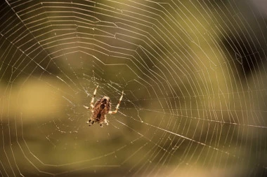 UJED PAUKA MOŽE DA BUDE OPASAN: Ovo su prvi simptomi trovanja, a evo i šta treba da uradite kada ih primetite!