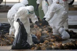 ZARAZA SE ŠIRI VELIKOM BRZINOM: Krave zaražene ptičjim gripom uginule u pet država