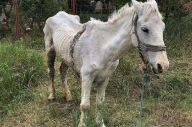 (FOTO) APEL AZILA ZA KONJE: Pomozite da se zlostavljanoj kobili sačuva život!