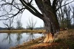 POSLE 100 GODINA OPET U SRBIJI! Na teritoriju naše zemlje vratila se OVA ŽIVOTINJA: Ove životinje mogu da uruše puteve i unište drveće - SPADAJU U STROGO ZAŠTIĆENE VRSTE