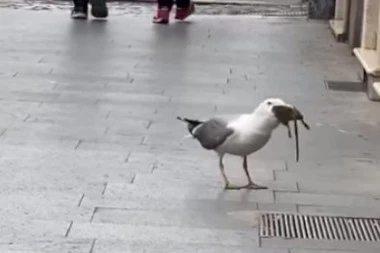 (VIDEO) SCENA ZBOG KOJE ĆE VAM POZLITI: Galeb progutao pacova kao od šale!