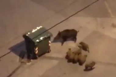 (VIDEO) NADREALNA SCENA U VIŠNJICI: Divlja svinja i prasići u borbi sa kontejnerom!