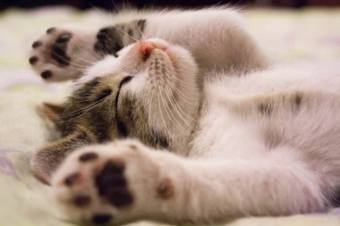 Položaj u kom spava vaša maca otkriva kako se ona oseća