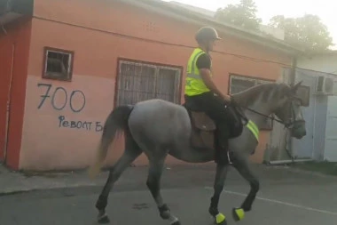 (VIDEO) Lipicaneri prodefilovali ulicama Banjaluke: Prva patrola konjice ŽANDARMERIJE