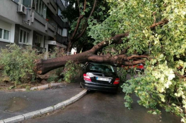 NEVREME NAPRAVILO HAOS U ZEMUNU: Drvo palo na automobil u Ohridskoj