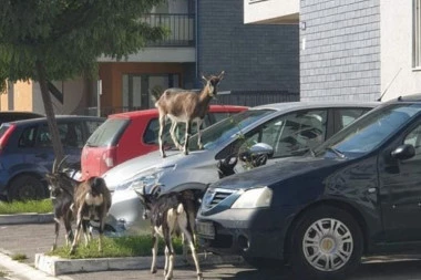 (FOTO) BLEJICA U KRAJU! Nesvakidašnji prizor u prestonici: KOZE okupirale parking na Novom Beogradu!