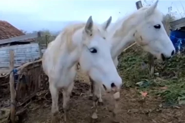 (VIDEO) SPASENI KONJI KOD JAGODINE OD SIGURNE SMRTI! Nakon potresnih snimaka na društvenim mrežama, ovi ljudi su se odmah okupili