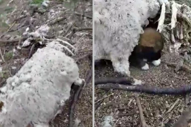 SAKRIVALA SE U LEŠU OVCE: Pomozimo da Leina priča dobije srećan kraj