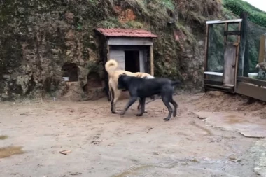 HOROR NA FRUŠKOJ GORI: Razjareni psi IZUJEDALI devojčice koje su krenule kod dede u posetu