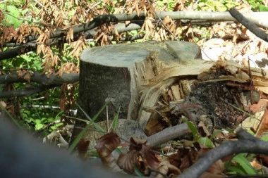 OD ŠUME OSTALI SAMO PANJEVI: Kradu i na Boga ne misle - meštani sela u okolini Nove Varoši u velikom problemu