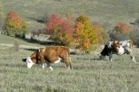 MOGAO JE DA BUDE RAJ NA ZEMLJI - A SADA JE SAMO "GRAD DUHOVA": Pogledajte snimak koji budi osećaj sete i melanholije: Na desetine kuća, a samo osam duša živi u ovom selu (VIDEO)