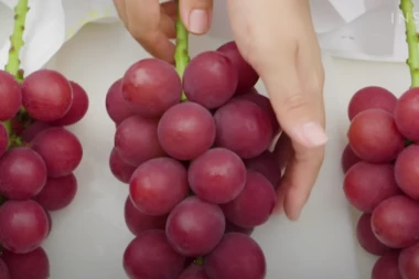 NE OPUŠTAJTE SE SA GROŽĐEM! Naučnici upozorili na ozbiljne neželjene efekte koje izaziva!