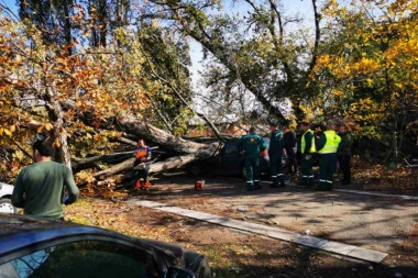 NEZGODA NA NOVOM BEOGRADU: Stablo se obrušilo na parkirana vozila (FOTO)