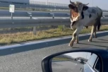 A BULL ALMOST CAUSED CHAOS ON THE HIGHWAY NEAR NOVI SAD: He walked casually between vehicles (VIDEO)