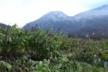 MALINA SKUPA KAO "ZLATO"! Loši vremenski uslovi utiču na rod, očekuje se da će cena biti veća nego prošle godine