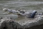 Fosili drevnog reptila nalik krokodilu pronađeni u Brazilu