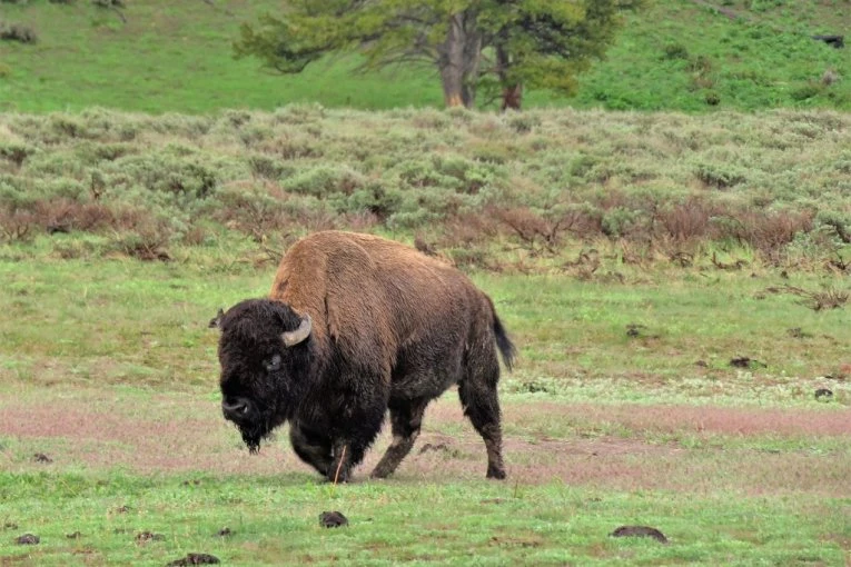 LUDILO U PARKU: Ženu napao bizon, digao je rogovima metar od zemlje! Evo kako je ona prošla