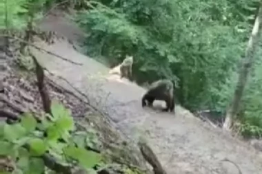 DRAMATIČNI SUSRETI SA MEDVEDOM! Ljudi oči u oči sa životinjom na Povlenu i Tari! (VIDEO)