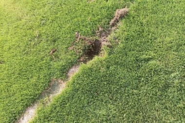 BOLESNI RITUALI U SMEDEREVU? Na stadionu pronađena zakopana OBEZGLAVLJENA crna mačka! (FOTO)