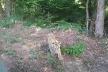 DIVLJI TIGAR POBEGAO IZ UKRAJINSKOG ZOO VRTA, PA PREŠAO PREKO GRANICE:  Susedne komšije DRHTE OD STRAHA(FOTO)