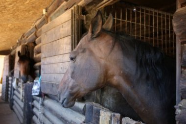 SKANDAL NA HIPODROMU:  Konji u opasnosti zbog TALAČKE situacije! Šta se krije iza ovog nasilja nad životinjama?