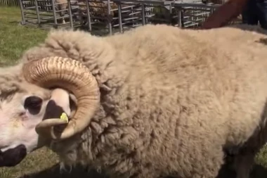 SUTRA OVNOVI ZASKAČU OVČICE: Po njihovoj ''raboti'' se zna kakva će nam zima biti!