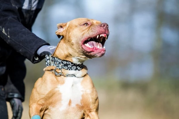 PIT BUL ODGRIZAO RUKU SVOJOJ VLASNICI! Nezapamćen incident u gradu, policija je zatekla jeziv prizor