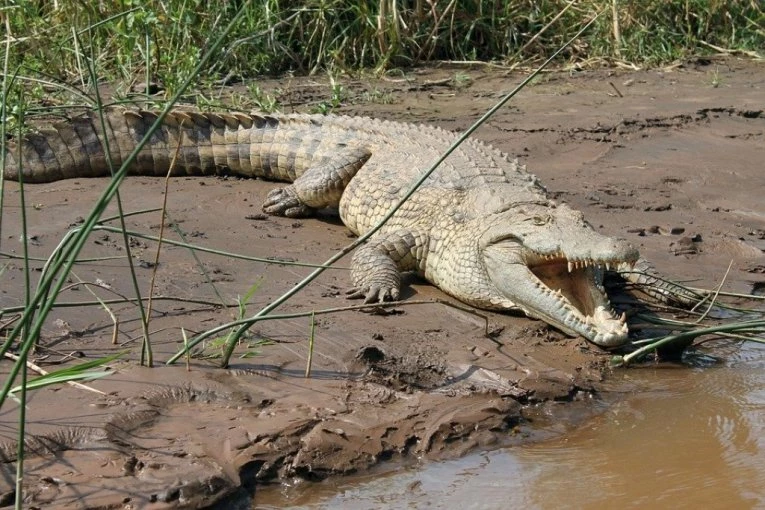 UMALO DA GA UBIJE: Krokodil ga napao kraj vode, a onda ga je muškarac ugrizao za NAJNEZGODNIJE MESTO i evo šta se desilo!