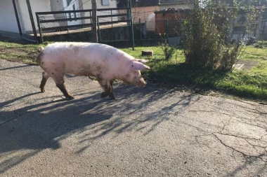 JEZIVI PROZORI NADOMAK ŠAPCA:  Lešine svinja razbacane na sve strane (FOTO)