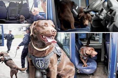 LABRADOR ROKI RASTURA POSLOVE NARKO-KARTELIMA: U poseti odeljenju vodiča službenih pasa za otkrivanje narkotika (VIDEO)