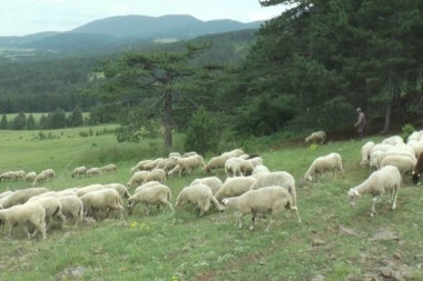 KRVAVI PIR U DRAGAČEVSKOM SELU: Psi lutalice RASTRGLI stado ovaca, vlasnik zatekao JEZIV prizor!