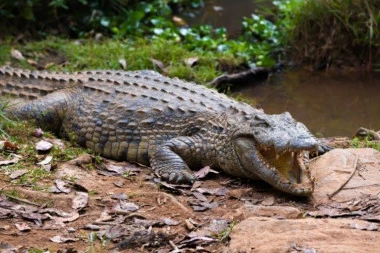 ŽENA BRUTALNO PRETUKLA OPASNU ZVER Nesrećnog muškarca ščepao krokodil, a onda je stigla njegova hrabra supruga