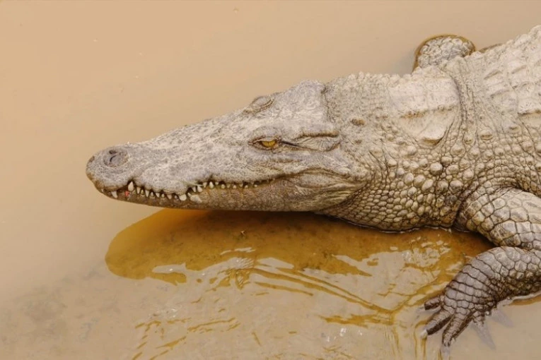 DELOVI TELA PRONAĐENI NA OBALI: Žena se prevrnula u čamcu, a onda ju je ščepao ogromni ALIGATOR
