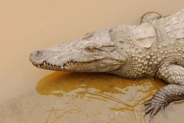 DELOVI TELA PRONAĐENI NA OBALI: Žena se prevrnula u čamcu, a onda ju je ščepao ogromni ALIGATOR