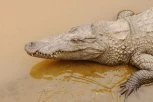 DELOVI TELA PRONAĐENI NA OBALI: Žena se prevrnula u čamcu, a onda ju je ščepao ogromni ALIGATOR