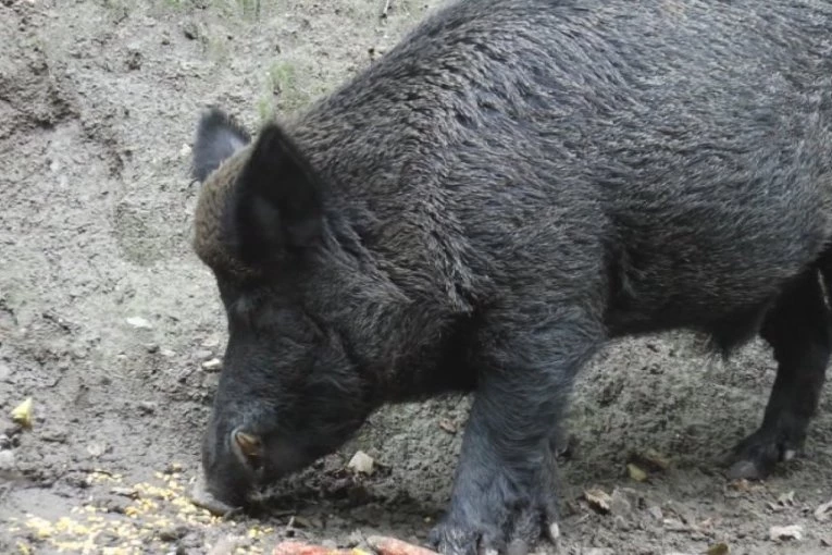 PETRA NAPALA DIVLJA SVINJA! Brao je pečurke kad je naišla - rvali su se 20 minuta