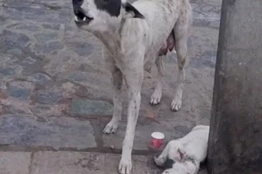 SNIMAK KOJI DIRA PRAVO U SRCE I TERA SUZE NA OČI: Kuja je zapomagala pored povređenog šteneta tražeći pomoć ljudi! (VIDEO)