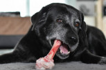 APEL VETERINARA PRED SEZONU SLAVA: Nemojte davati kosti psima, može biti fatalno za vašeg ljubimca!