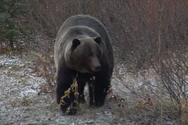 ZADOBIO TEŠKE POVREDE LICA, PREBAČEN U OPERACIONU SALU! Poznato stanje lovca koga je danas napao medved!