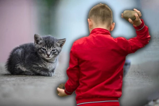 (UZNEMIRUJUĆE) NOVI SLUČAJ IŽIVLJAVANJA NAD ŽIVOTINJAMA! Mače brutalno pretučeno, visi mu oko iz glave! (FOTO)