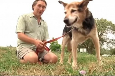 OD OVE PRIČE ZASTAJE DAH: Vlasnik svakodnevno PLIVA sa svojim 19-godišnjim psom, kako bi mu ublažio bolove (VIDEO)