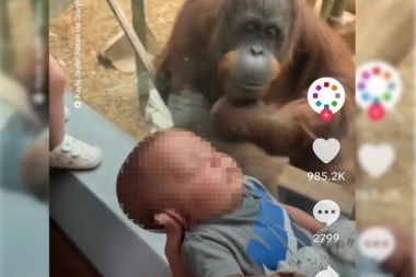 ORANGUTAN IM JE POKUCAO NA STAKLO: U suzama ćete gledati scenu kada JEDNU STVAR zatraži od roditelja dečaka (FOTO/VIDEO)