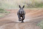 Kako je mali crni nosorog oduševio svet (VIDEO)
