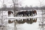 ČIM SU UGLEDALE SKELU, PROMRZLE ŽIVOTINJE KRENULE KA NJOJ! U toku akcija spasavanja krava i konja u Krčedinskoj adi - Meštani ih mame senom, kako bi ih što pre evakuisali!