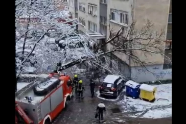 SNEŽNA OLUJA UNIŠTILA HRVATSKU, KIDALA DRVEĆE IZ KORENA! Povređeni ljudi, oštećeni automobili, policija INTERVENISALA!